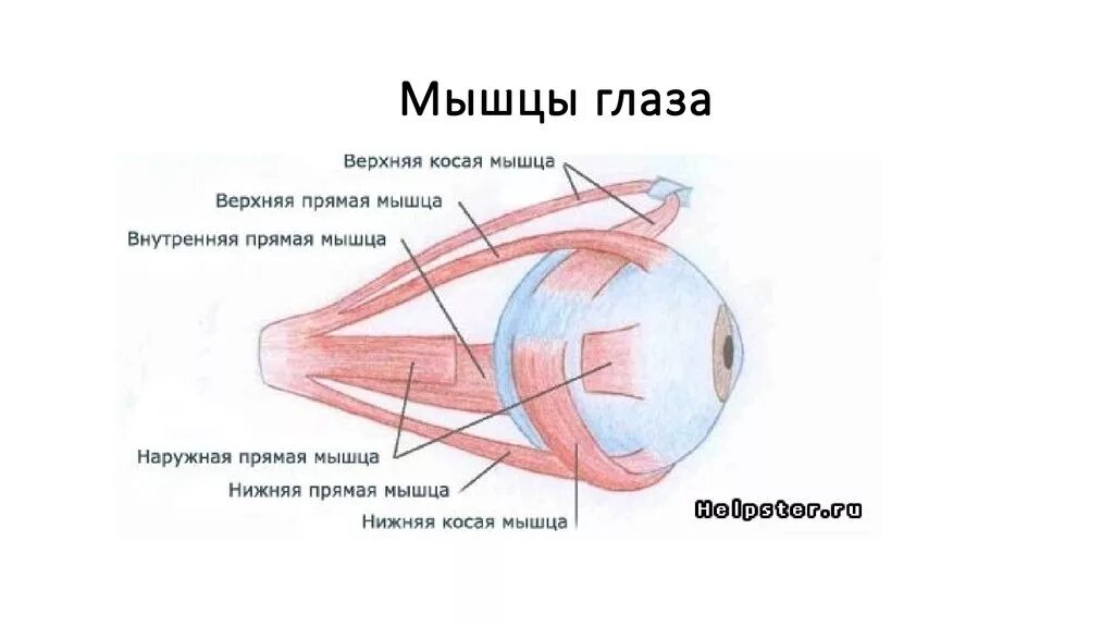 Мышцы глазного яблока схема. Строение мышц глазного яблока. Мышцы глазное яблоко строение анатомия. Глазодвигательные мышцы глаза функции. Места крепления глазодвигательных мышц