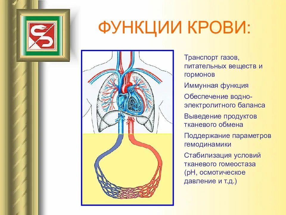 Транспорт газов питательная функция. Транспорт кислорода от легким к тканям. Механизм транспорта газов кровью. Транспорт газов кровью осуществляет. Транспорт газов о2 и со2 кровью.