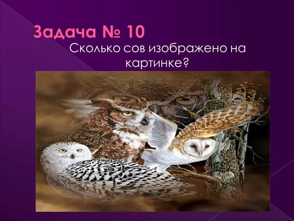 Друзья сколько сов. Сколько сов на картинке. сколько сов изображено на картинке. задачи проекта сова. задача по картинке сова.