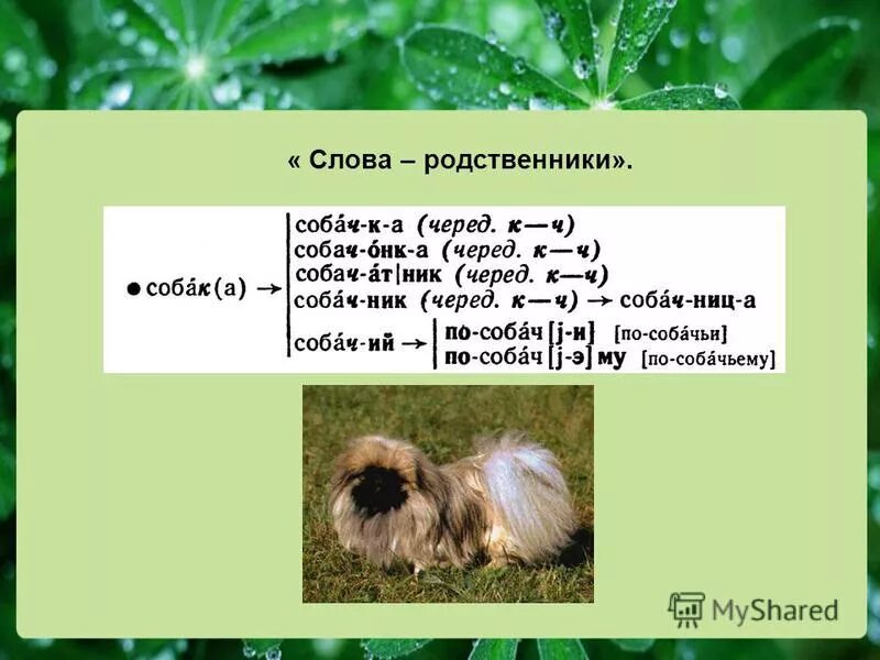 Щенок разбор слова по составу. Состав слова облако. Состав слова собака. Разбор слова собака. Разбор слова собака.