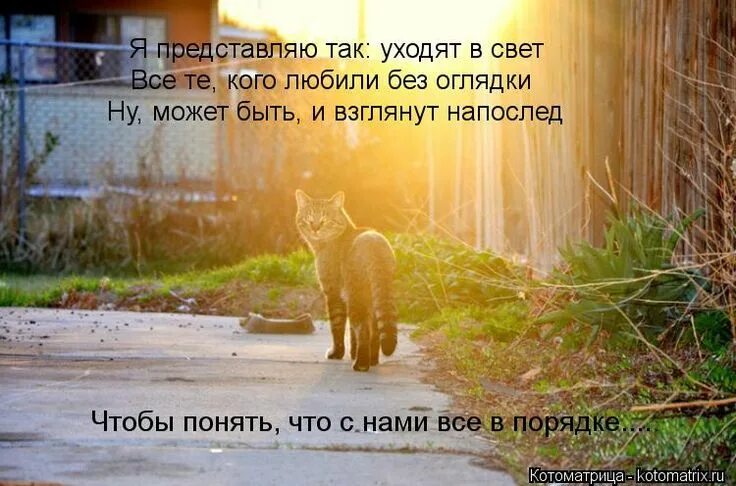 Стихи о котах которые ушли. Кот уходит. Стихи кошкам ушедшим на радугу. Стихи о котиках ушедших на радугу.