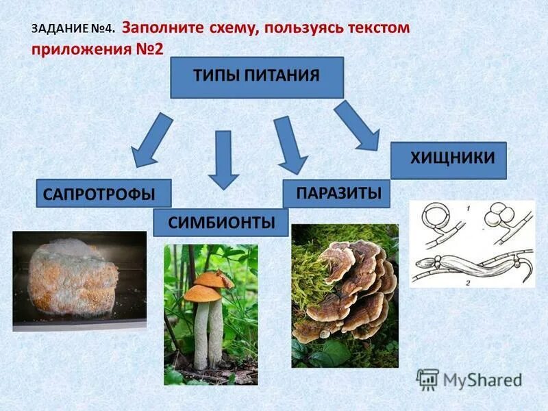 Питание грибы фото - Coffeebull.ru