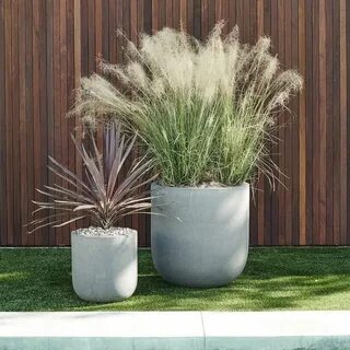 Plant w