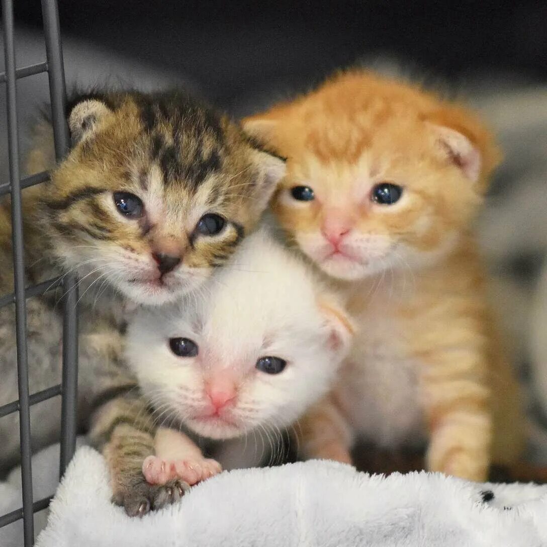 Три котенка. Три кошки. Три котенка. Три кошки. Три кошки.