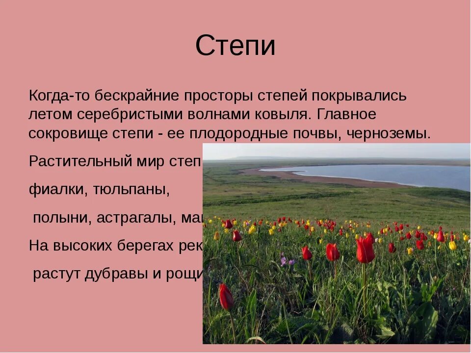 Растительность степи. Доклад про степь. Сообщение о зоне степей. Презентация на тему зона степей.