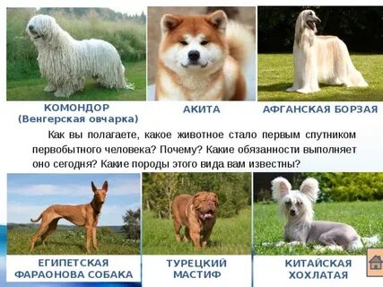 Какие породы слов