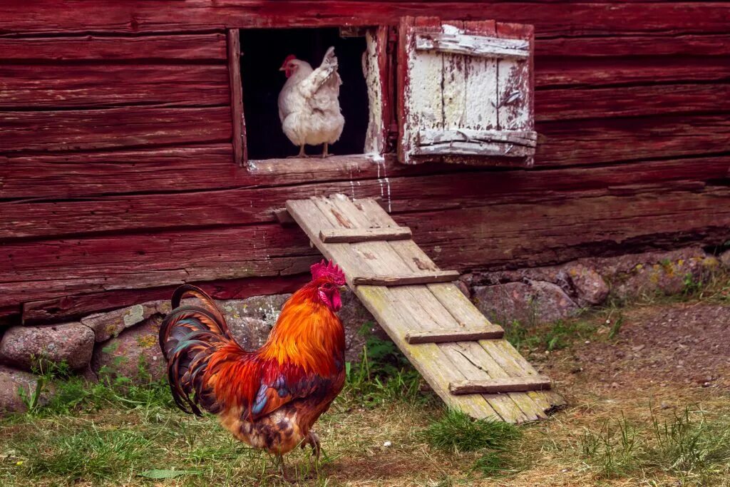 Содержание куриц в деревне. Курятник деревенский. курятник сельский. курятник в деревне. современный курятник.