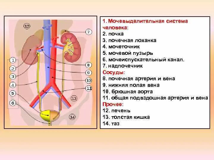 Контрольная выделительная система 8 класс. Мочевыделительная система биология 8 класс. Анатомия органов мочевыделительная система. Органы человека выделительной системы почка. Строение органов мочевой системы.