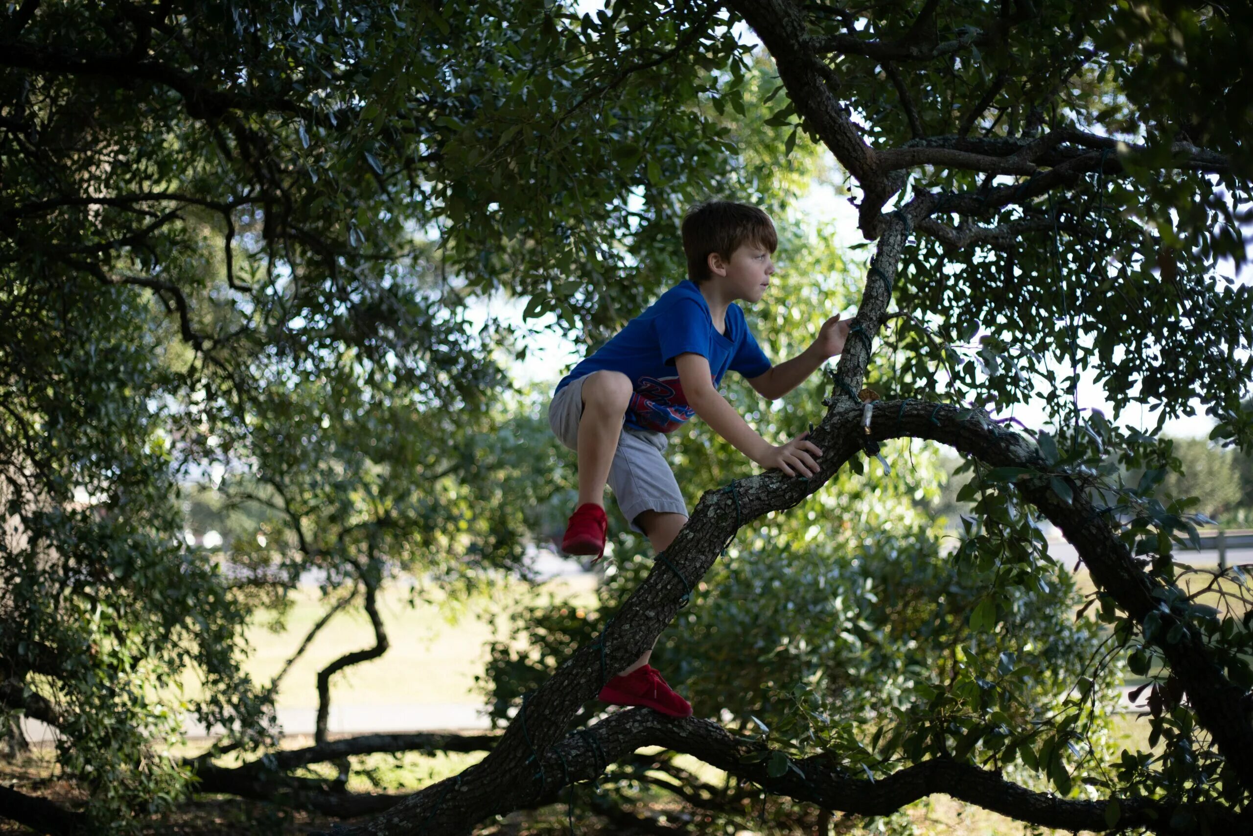 Лазание по деревьям. Мальчик на дереве. Дерево для детей. Can you climb a tree