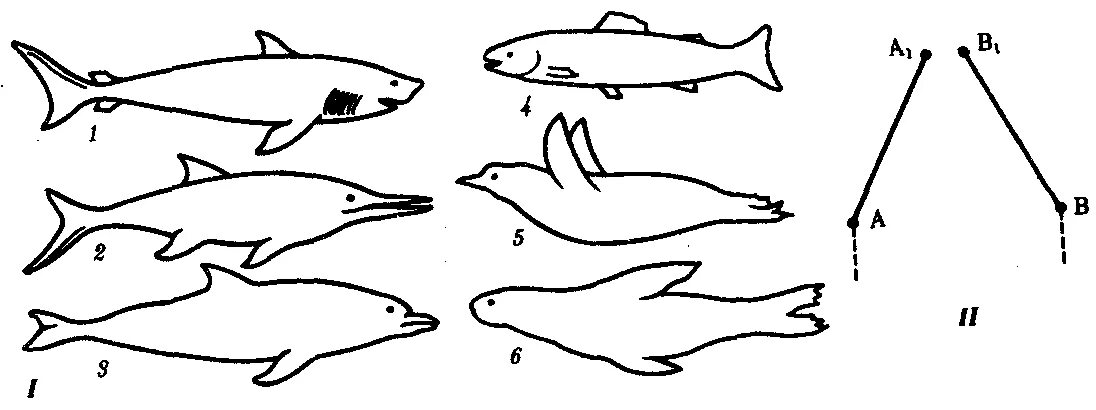 Конвергенция Дельфин. Конвергенция акула Ихтиозавр Дельфин. Конвергентная Эволюция формы тела позвоночных. Параллельная Эволюция схема. Латимерия биологический прогресс