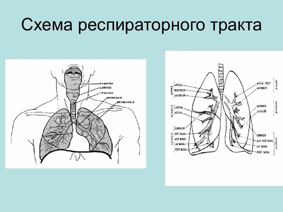 Дыхательная система человека с обозначениями. Анатомия легких человека спереди. Строение легкого человека анатомия. Внутреннее строение легкого анатомия. Внутреннее строение легких анатомия.