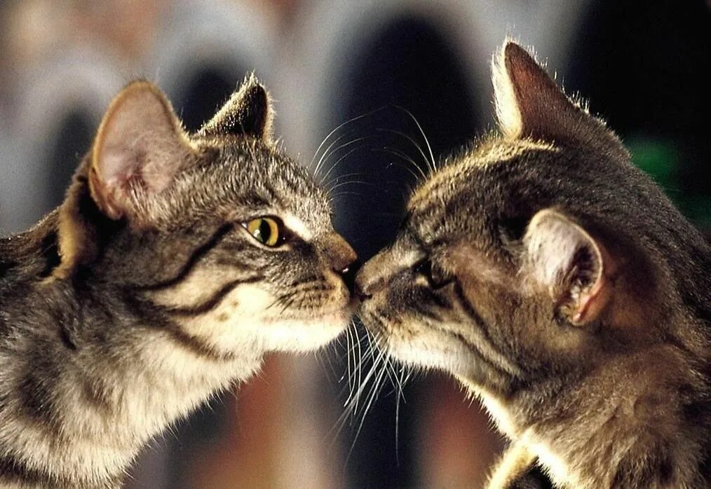 Киска друг. Кошачья любовь. Влюбленные котята. Поцелуй кошек. Кошачий поцелуй.