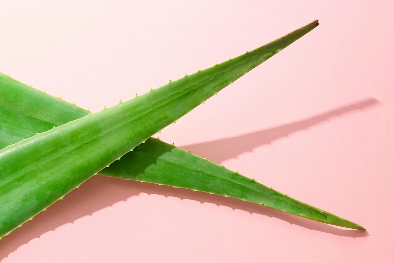 Час алоэ. Алоэ гарипензис. Aloe Vera 7.