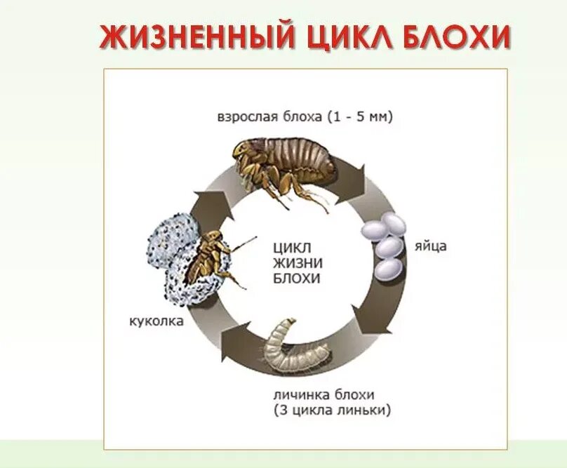 Какой тип метаморфоза характерен для человеческой блохи. Цикл развития блохи. Цикл развития блохи схема. Цикл развития блохи человеческой. Жизненный цикл блохи человеческой.