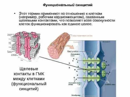 Симпласт клеток