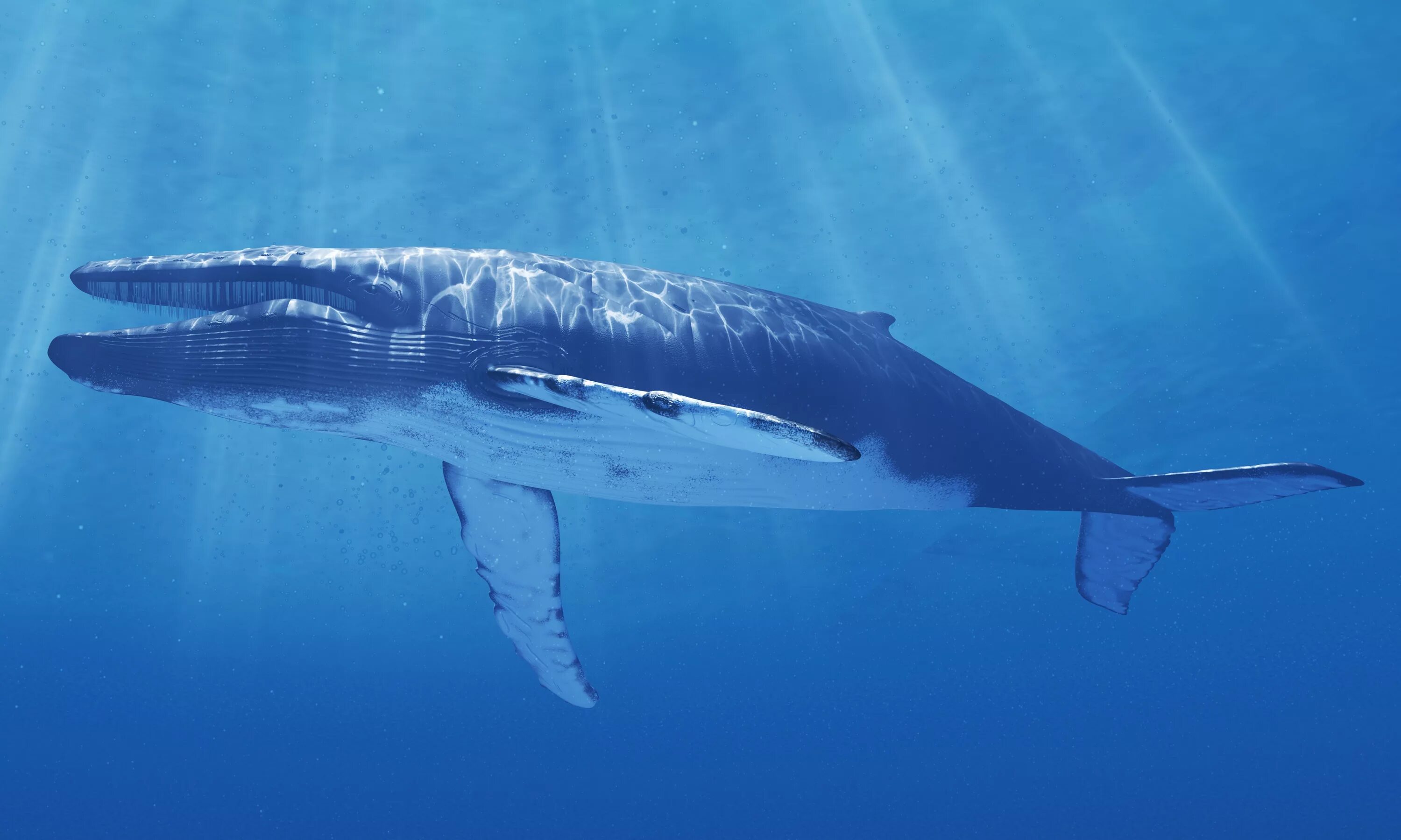 Кит самое большое млекопитающее. Голубой кит Balaenoptera musculus. Синий кит блювал. Кит 200 тонн. Синий кит (голубой кит).