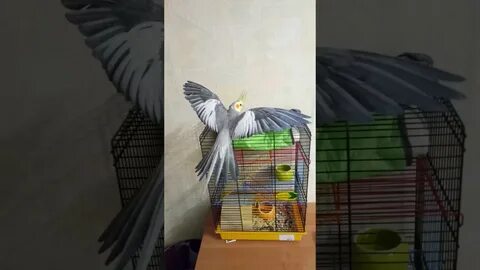 Песенки для кореллы