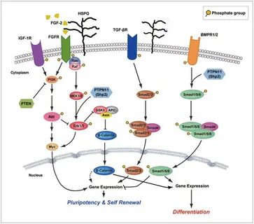 Cellular signaling