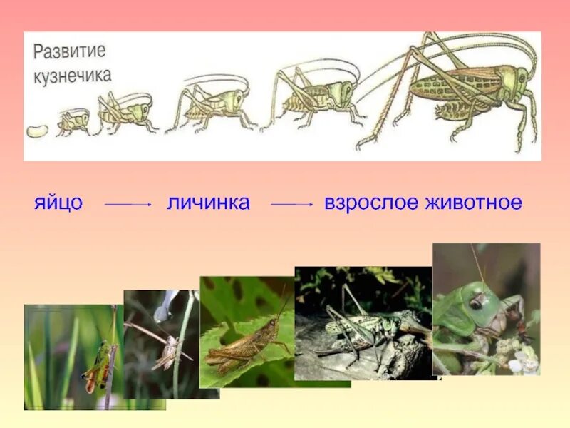 Какой тип развития характерен для кузнечика. Жизненный цикл зеленого кузнечика. Развитие кузнечика. Стадии развития кузнечика. Стадии развития кузнечика схема.