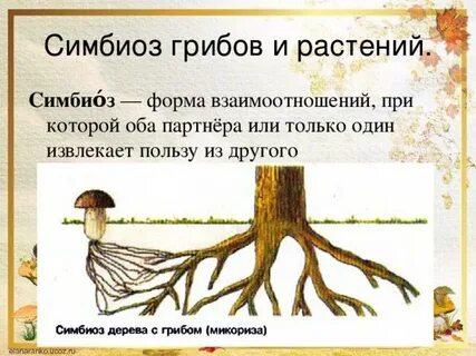 Симбиоз гриба пример