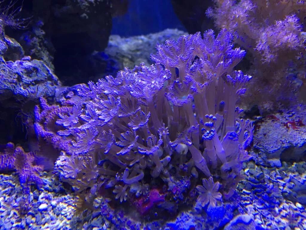Coral 6. Корнулярия коралл. Гониопора фиолетовая коралл. Клавулярия фиолетовая. Корнулярия синяя.