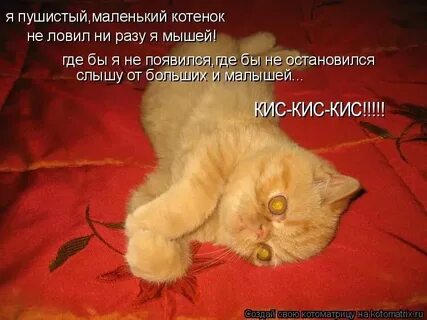 Я котик самбука текст