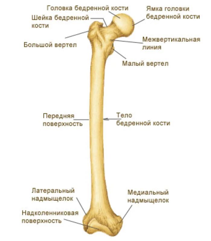 Бедренная кость эпифиз диафиз. Проксимальный эпифиз большеберцовой кости. Проксимальный эпифиз малоберцовой кости колена. Дистальный эпифиз большеберцовой кости.