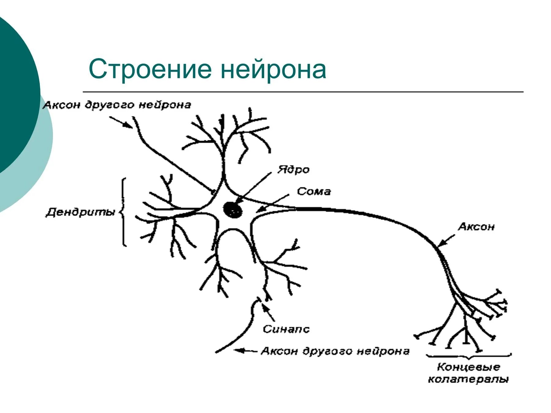 Схема строения нервной клетки анатомия. Анатомическое строение нейрона. Нарисуйте схему строения нейрона.. Функции нейрона (схема). Изображенная на рисунке структура участвует