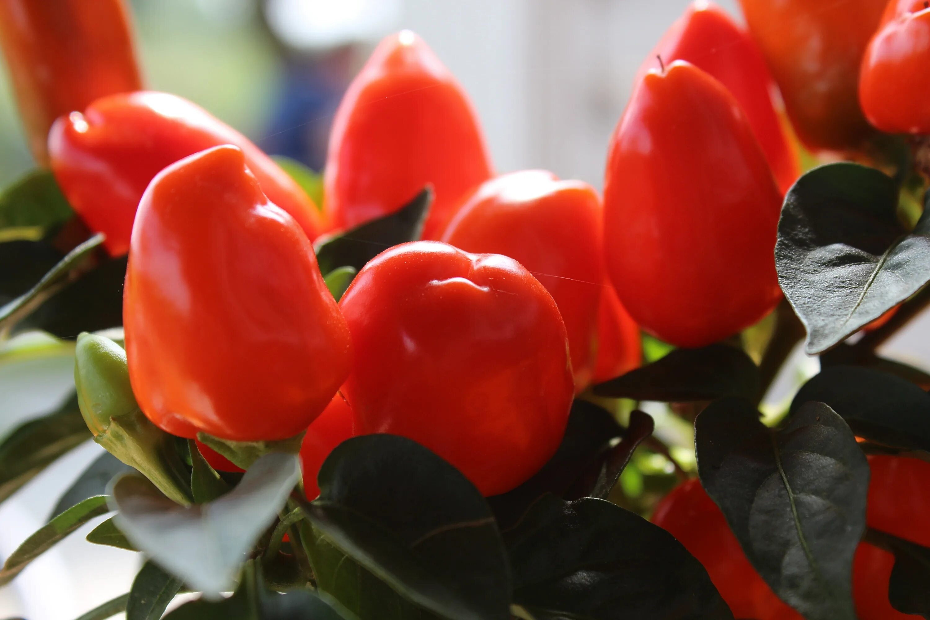 Capsicum