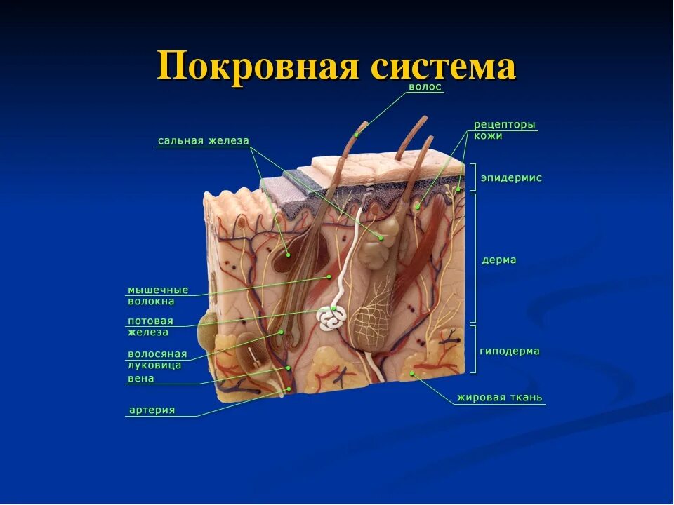 Покровная система сальная железа. Система покровных органов человека. Покровная система кожа строение. Покровная система строение и функции.