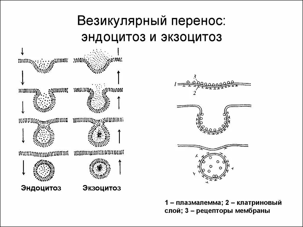 Фотографии ЭКЗОЦИТОЗ