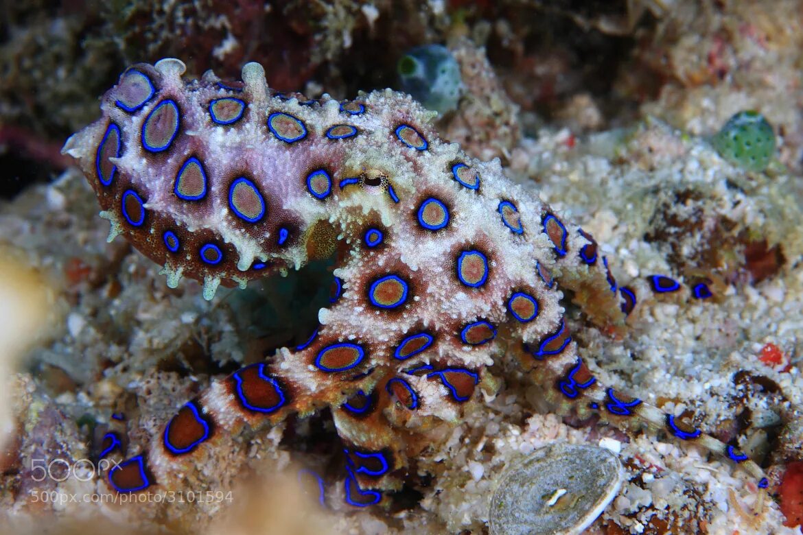 Синекольчатый осьминог. Австралийский Синекольчатый осьминог. Сине кольчетый осм5ног. Семиколъчетый осменок. Blue ringed