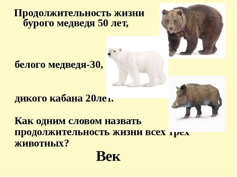 Сколько живут белые медведи. Продолжительность жизни бурого медведя. сколько живут медведи. продолжительность жизни медв. сколкьомживет медведь.
