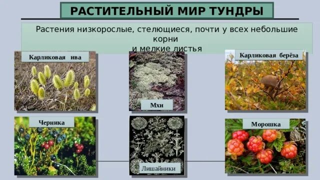 Найди лишнее тундра клюква морошка мох осина. Карликовая Ива в лесотундре. Карликовая Ива в тундре. Лишайник ягель карликовая Ива Морошка черника. Растительный мир тундра карликовая Ива.