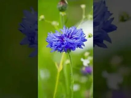 Песня василек