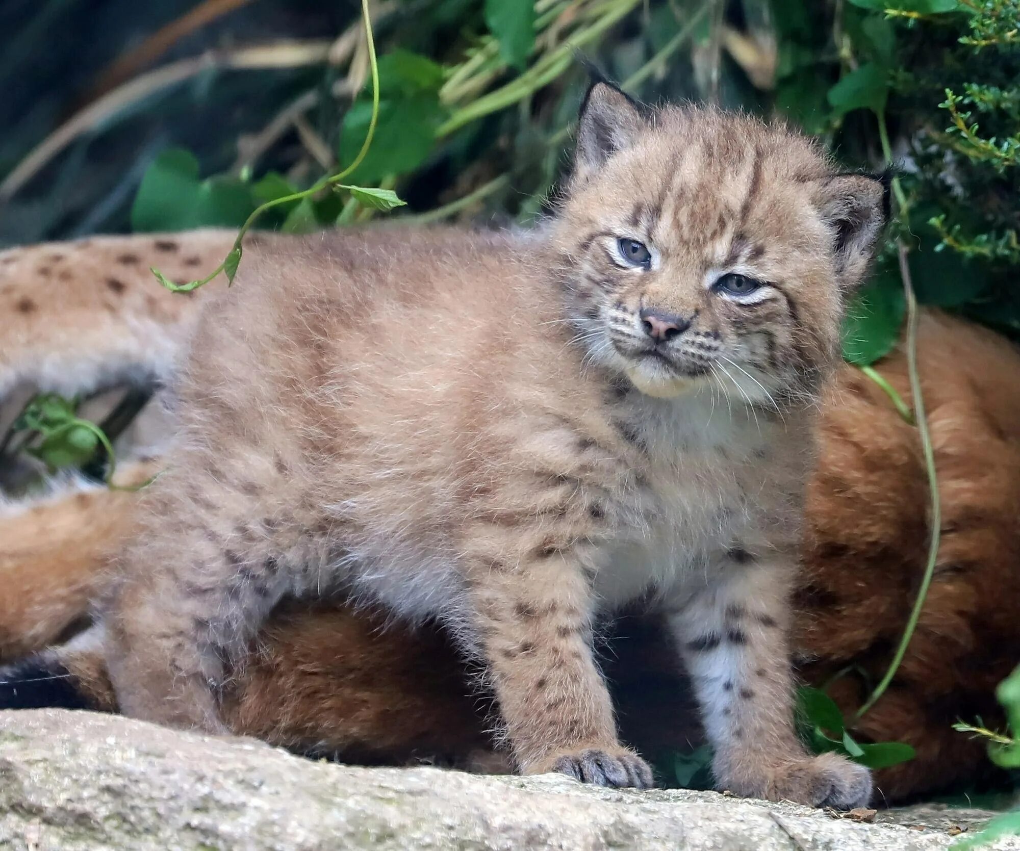 Рысь кунак. Детеныш рыси. Рысь Детеныши рысята. Lynx Cub. Рысь с рысятами.