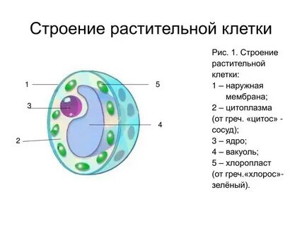 У растений есть ядро