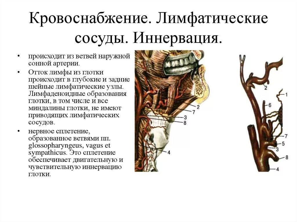 Ветви нижней щитовидной артерии. Кровоснабжение миндалин анатомия. Кровоснабжение небной миндалины. Иннервация миндалин. Иннервация миндалин.