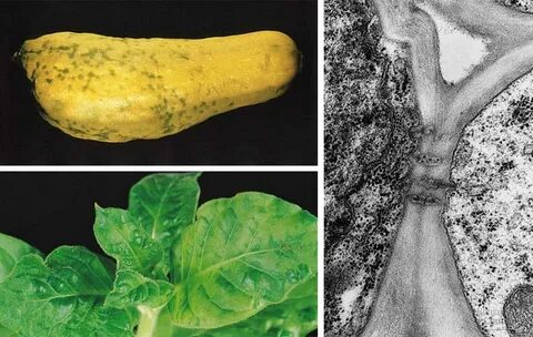 Plant viruses