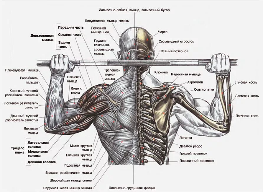 Анатомия упражнения жим штанги стоя. Жим штанги из-за головы в Смите. Армейский жим мышцы. Дельтовидная мышца анатомия. Почему плечи вверх