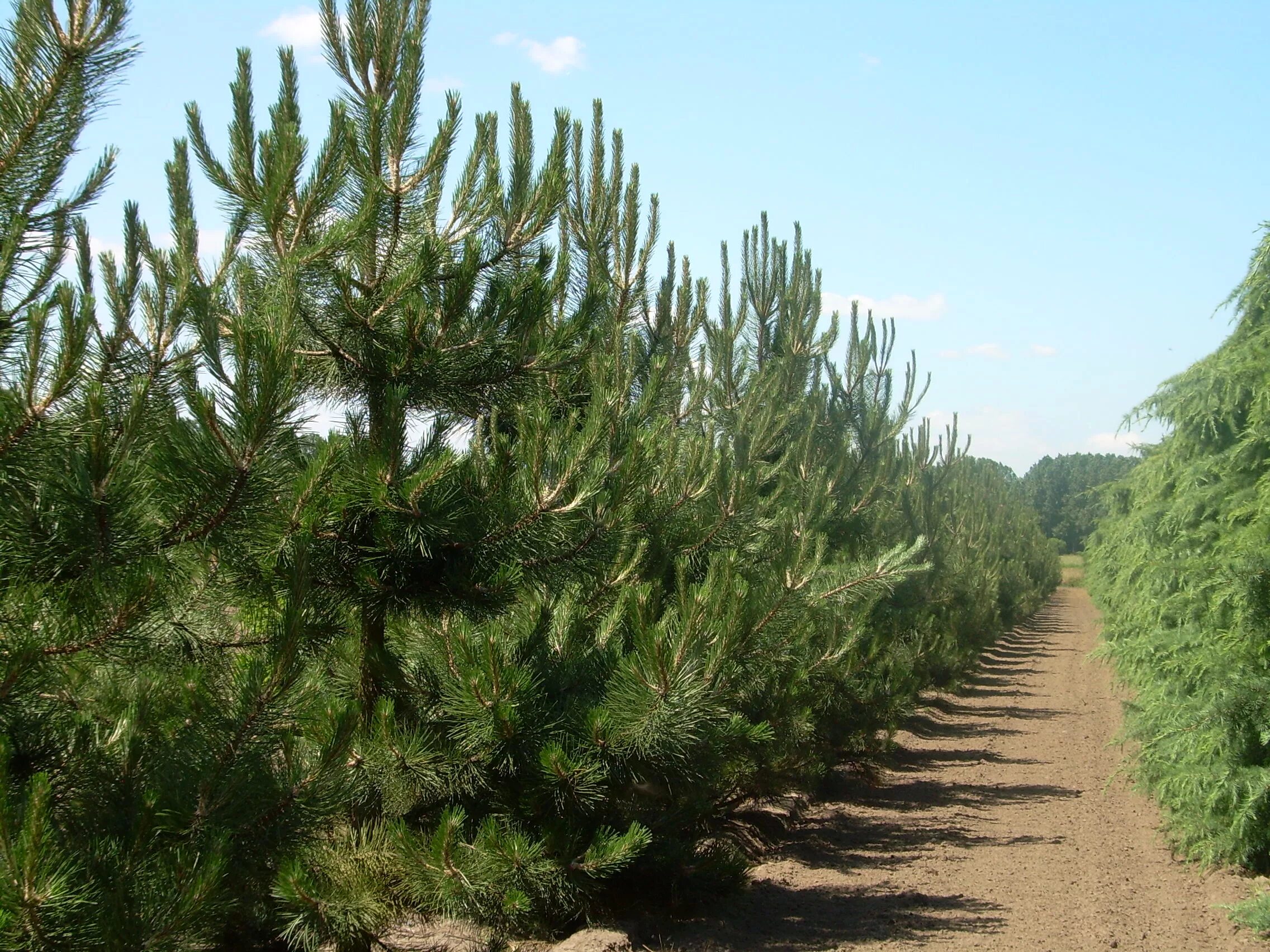 Сосна нигра описание. Сосна Pinus nigra. Pinus nigra Крымская сосна. Сосна черная Пинус Нигра. Сосна черная (Pinus nigra).