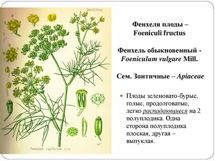 Плоды фенхеля