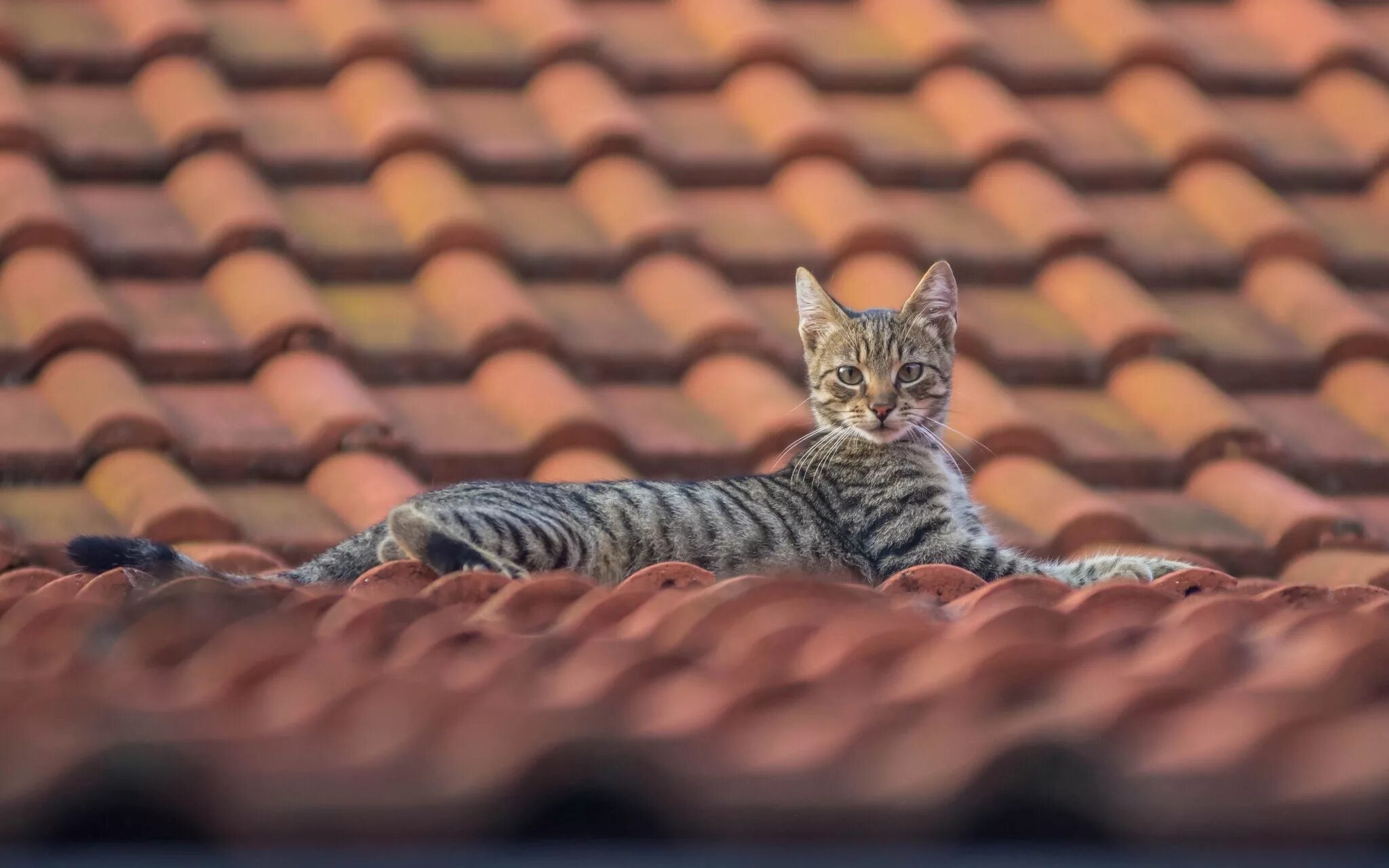 Спустившись с кровли кот сказал. Кошки на крыше. Котенок на крыше. Черепица животное. Кот полосатый на крыше.