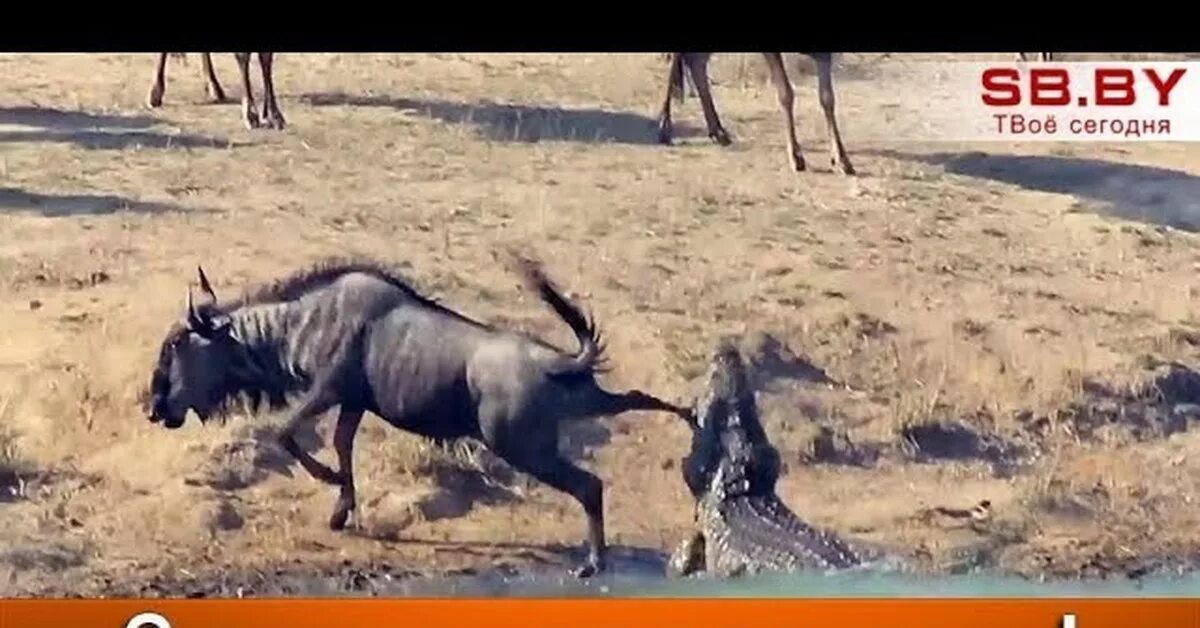 Гну ответ. Бегемот спасает антилопу от крокодила. крокодил напал на антилопу. антилопа гну сравнение с человеком.