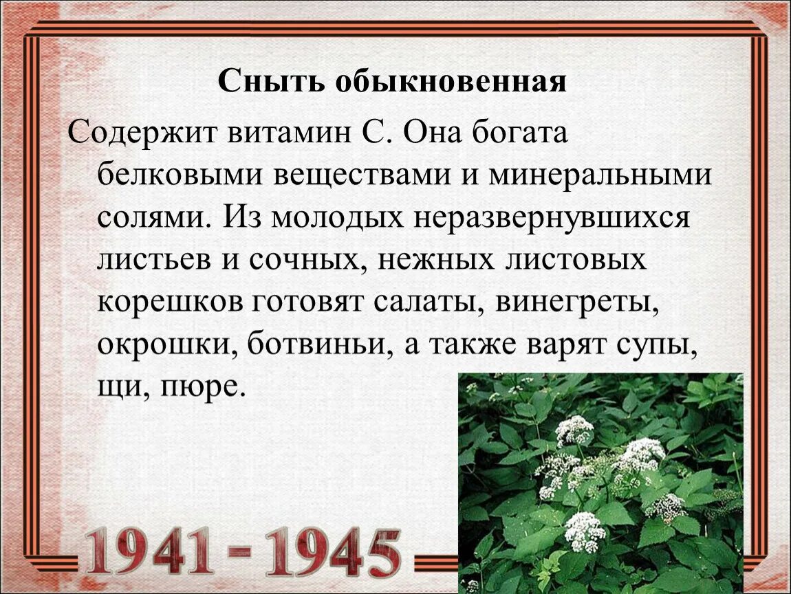 Сныть как употреблять в пищу. Сныть обыкновенная цветок. Сныть обыкновенная описание. Сныть дикорастущий. Сныть ядовитое растение или нет.