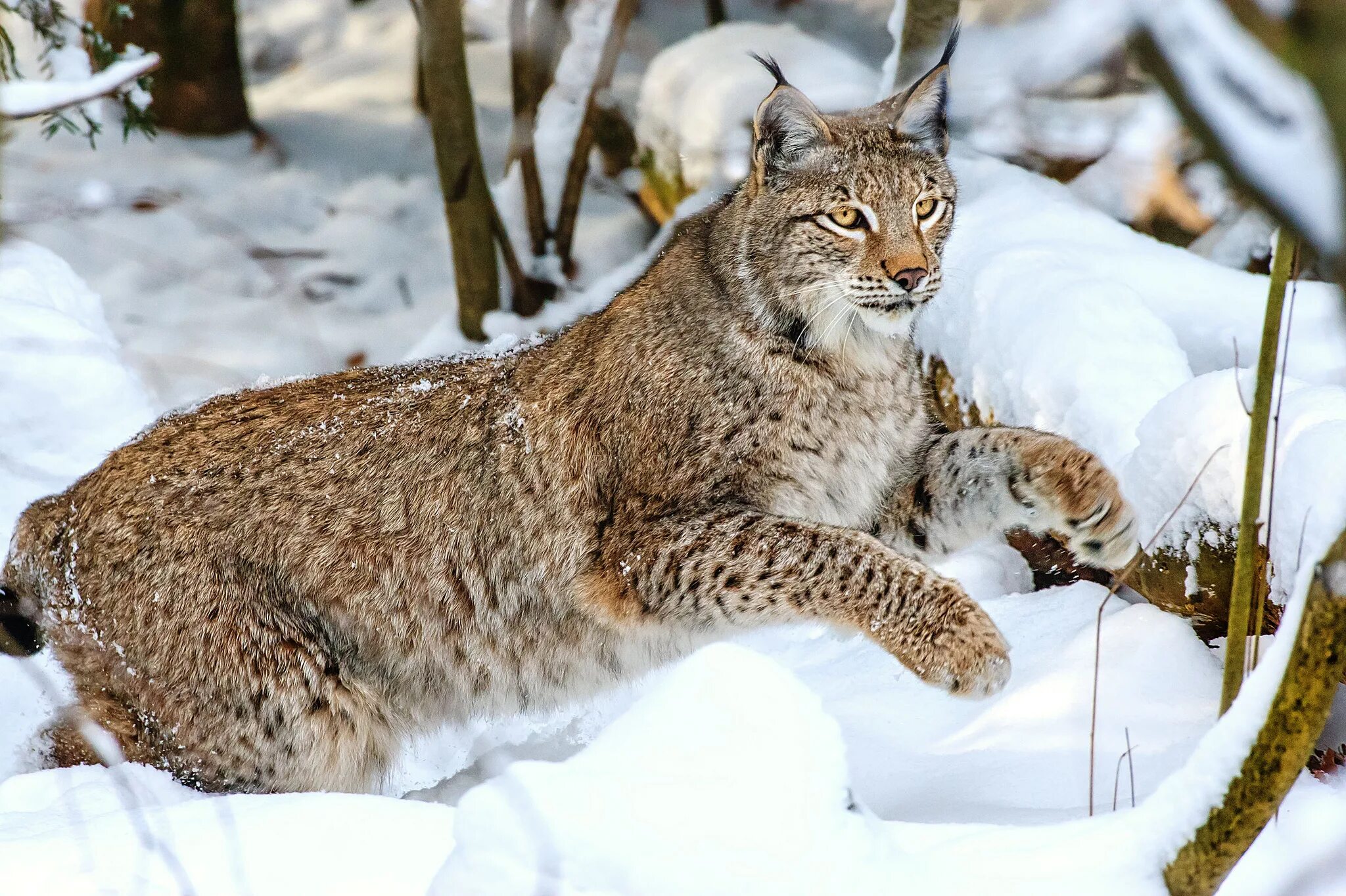 Рысь указывает на. Баргузинский заповедник Рысь. Рысь обыкновенная Lynx Lynx Linnaeus, 1758. Канадская Рысь Бобкэт. Сибирская Рысь.