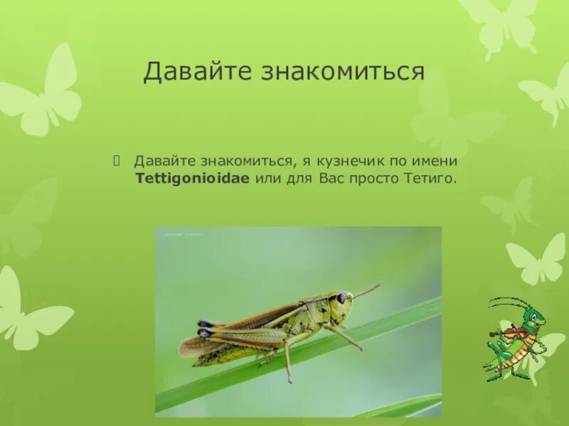 Сколько крыльев у прямокрылых. Общая характеристика кузнечика. кузнечики доклад по биологии 7. сообщение о прямокрылых 7 класс. кузнечик характеристика по биологии.