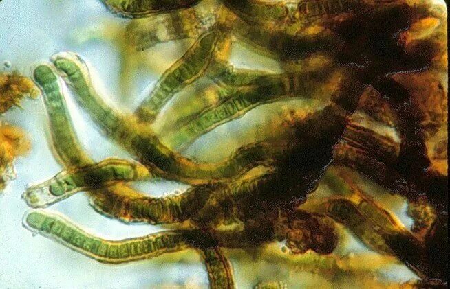 Синезеленые водоросли цианеи. Сине зеленые водоросли Архей. Цианобактерии архейской эры. Синезеленые цианобактерии. Появление фотосинтеза появление прокариот появление многоклеточных водорослей