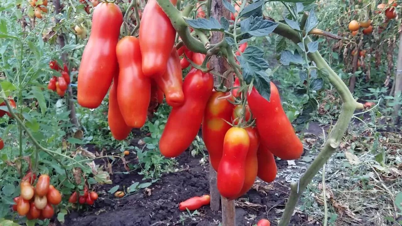 Сорт томатов жигало описание и отзывы. Сорт аурия. томат аурия. томат аурия красная.