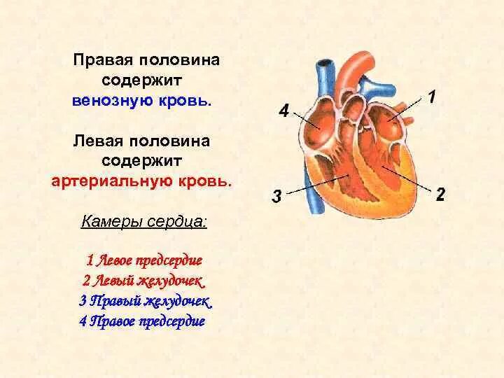 Предсердие сердца функции. Камеры сердца и сосуды содержащие артериальную кровь. сердце правый желудочек левое предсердие сосуды. камеры сердца, которые содержат артериальную кровь. левый и правый желудочек сердца.